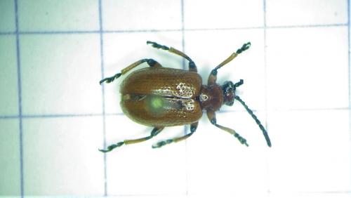Réf. 275 889 : Lilioceris merdigera
